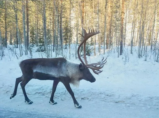 Yllaes Kanerva 105 Daire